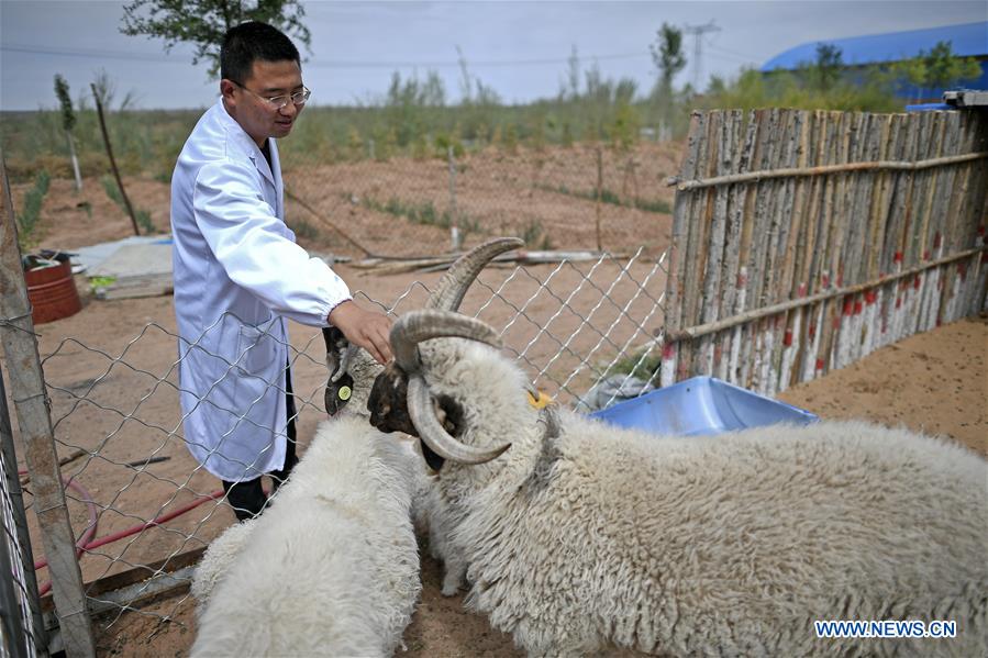 CHINA-NINGXIA-YANCHI-GRADUATE-SHEEP RAISING (CN)