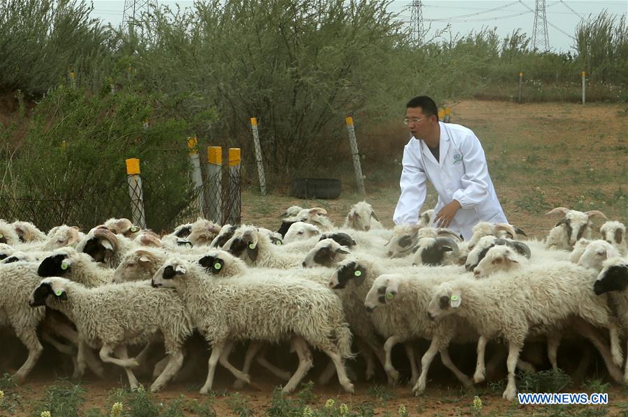 CHINA-NINGXIA-YANCHI-GRADUATE-SHEEP RAISING (CN)