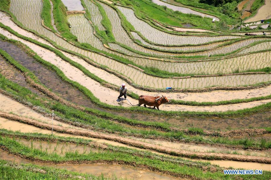 #CHINA-SUMMER-FARM WORK (CN)