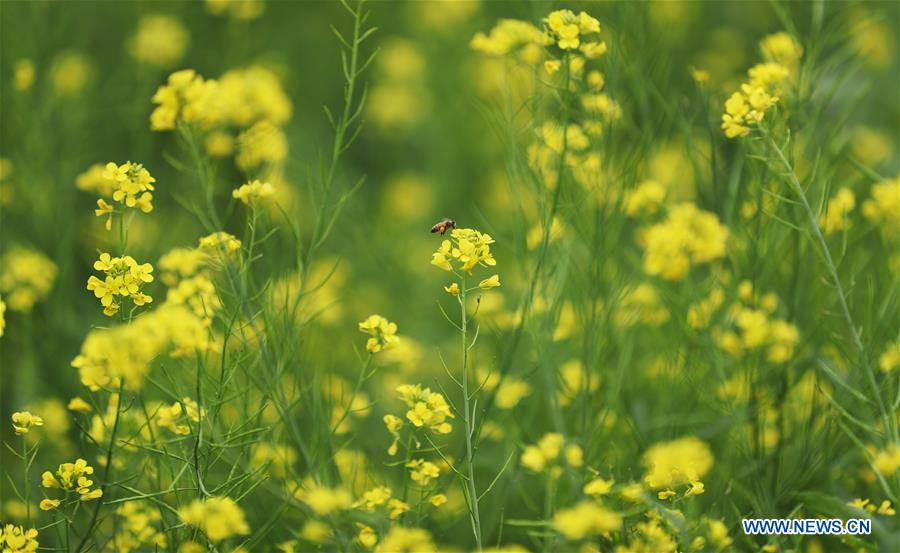 CHINA-SHENYANG-COLE FLOWERS(CN)