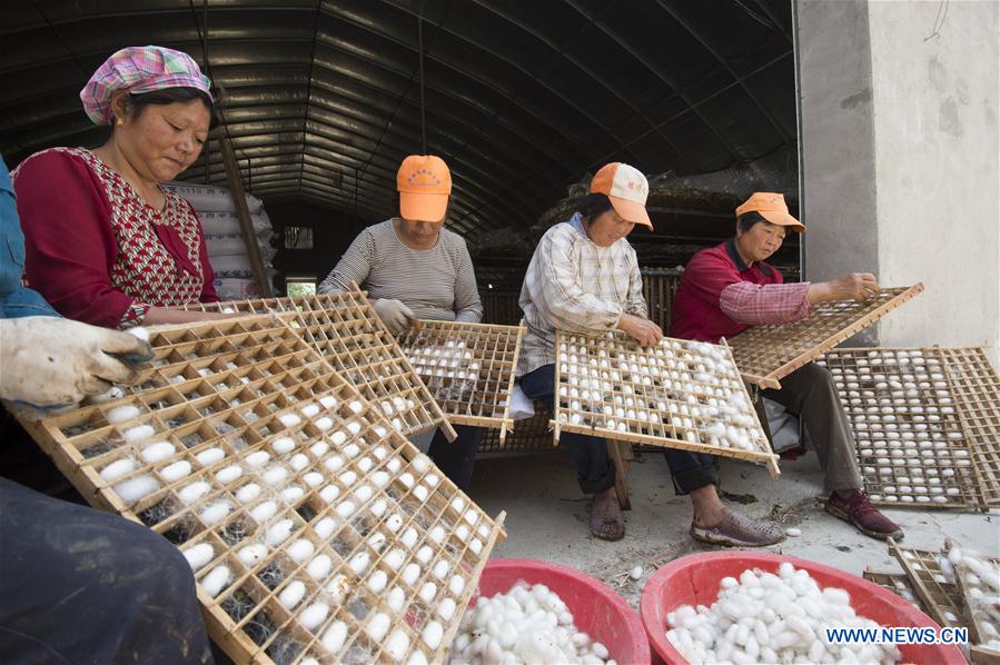 #CHINA-JIANGSU-HAI'AN-SILKWORM COCOON (CN)