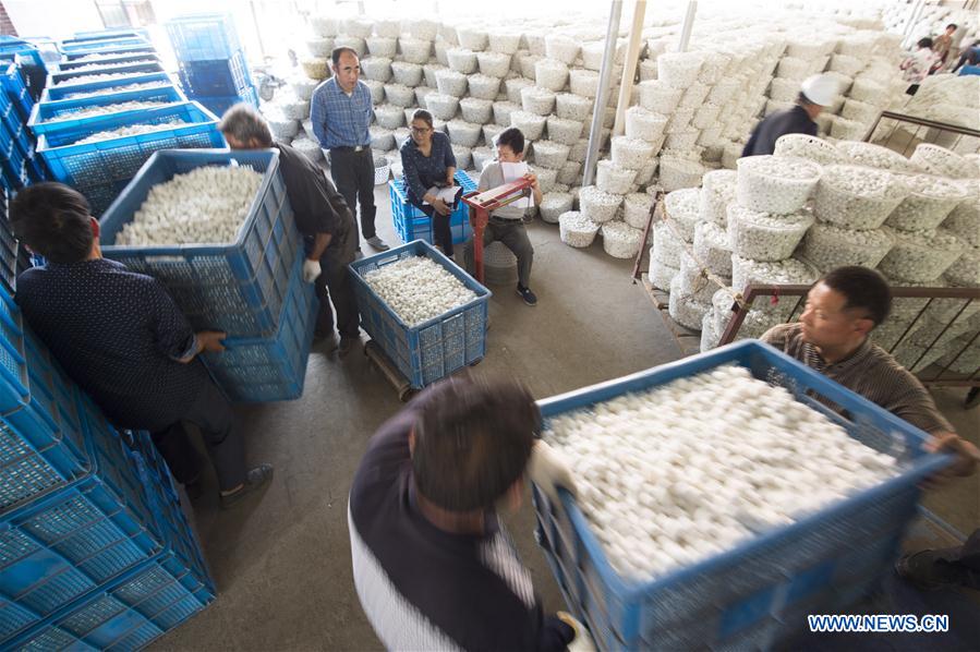 #CHINA-JIANGSU-HAI'AN-SILKWORM COCOON (CN)