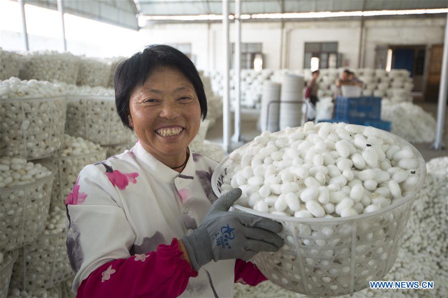 #CHINA-JIANGSU-HAI'AN-SILKWORM COCOON (CN)