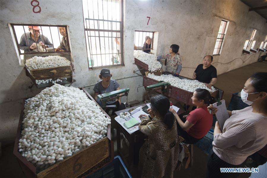 #CHINA-JIANGSU-HAI'AN-SILKWORM COCOON (CN)