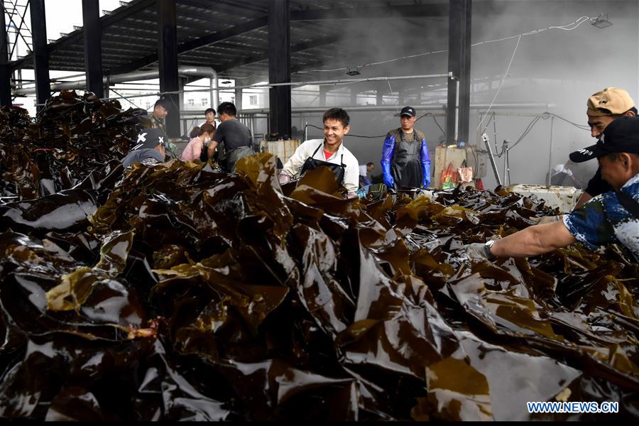 CHINA-SHANDONG-RONGCHENG-KELP HARVEST(CN)