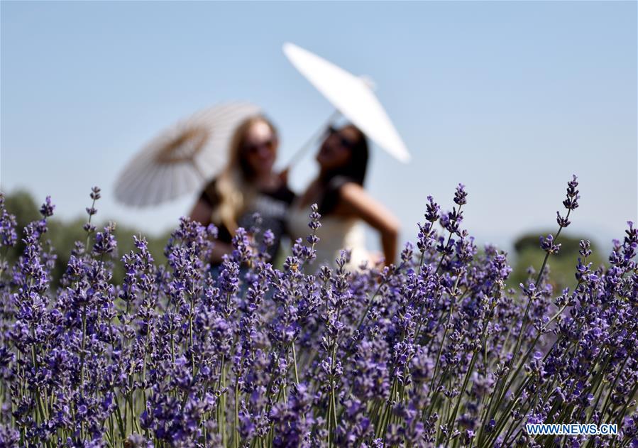 U.S.-CHERRY VALLEY-LAVENDER FESTIVAL