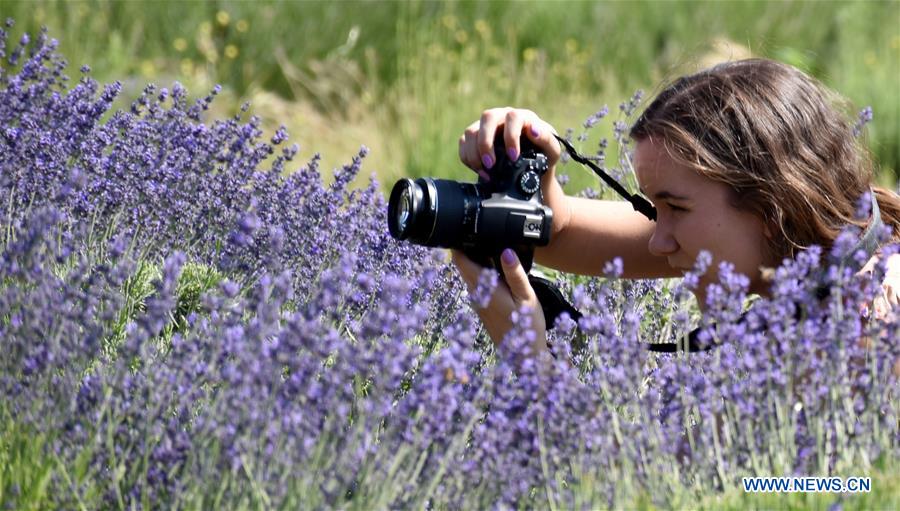 U.S.-CHERRY VALLEY-LAVENDER FESTIVAL