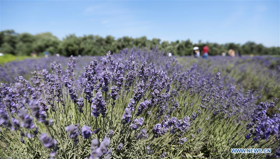 U.S.-CHERRY VALLEY-LAVENDER FESTIVAL