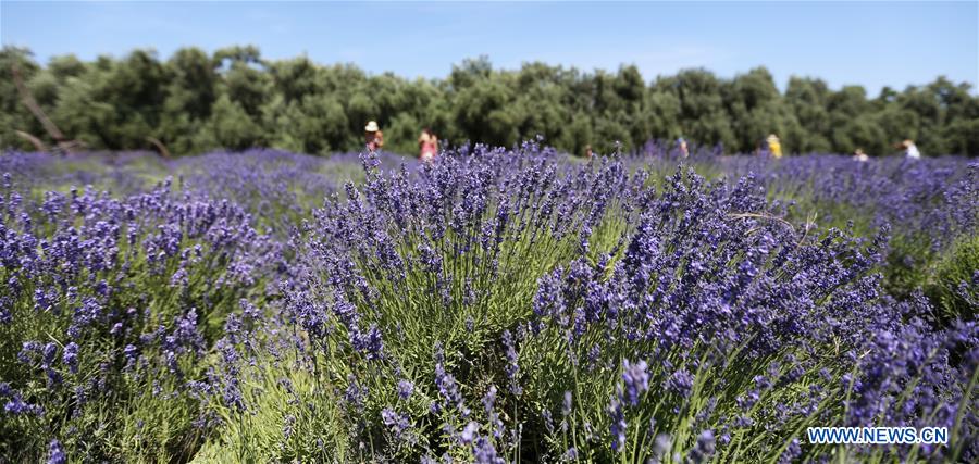 U.S.-CHERRY VALLEY-LAVENDER FESTIVAL