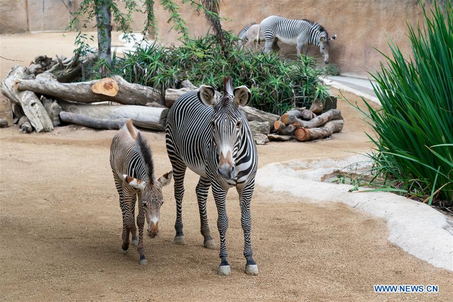 U.S.-LOS ANGELES-ZOO-MALE BABY ZEBRA