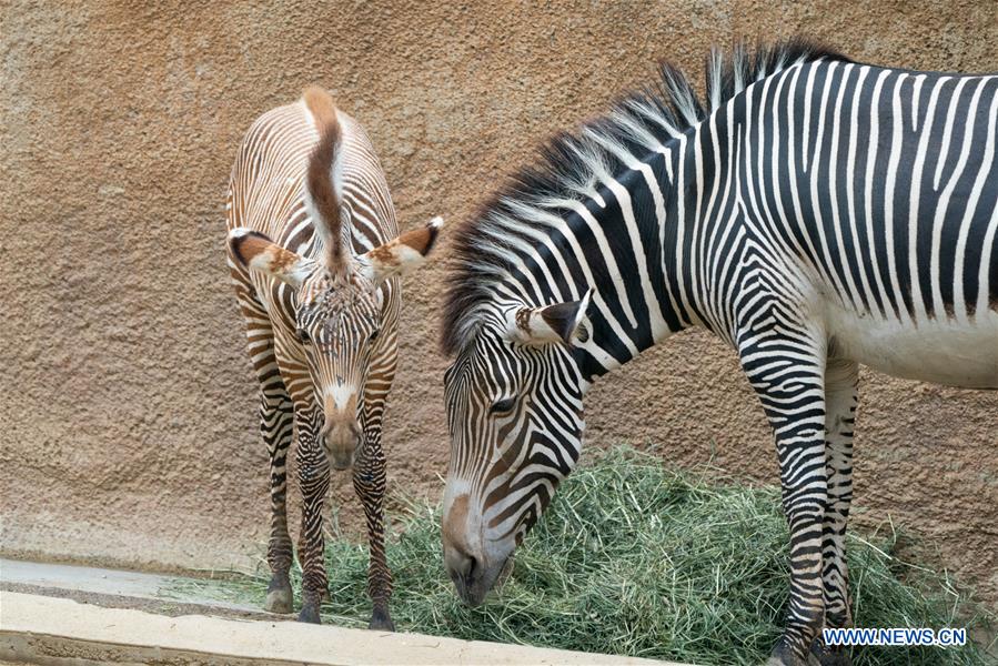 U.S.-LOS ANGELES-ZOO-MALE BABY ZEBRA