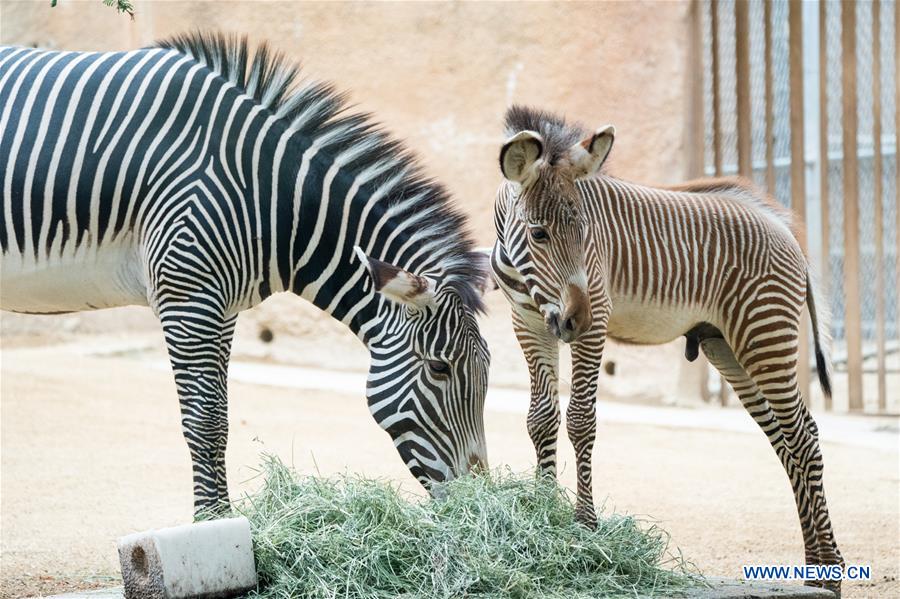 U.S.-LOS ANGELES-ZOO-MALE BABY ZEBRA