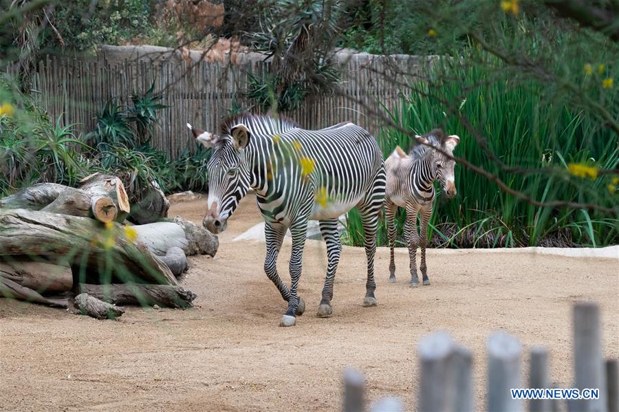 U.S.-LOS ANGELES-ZOO-MALE BABY ZEBRA