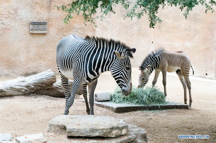 U.S.-LOS ANGELES-ZOO-MALE BABY ZEBRA