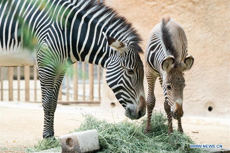 U.S.-LOS ANGELES-ZOO-MALE BABY ZEBRA