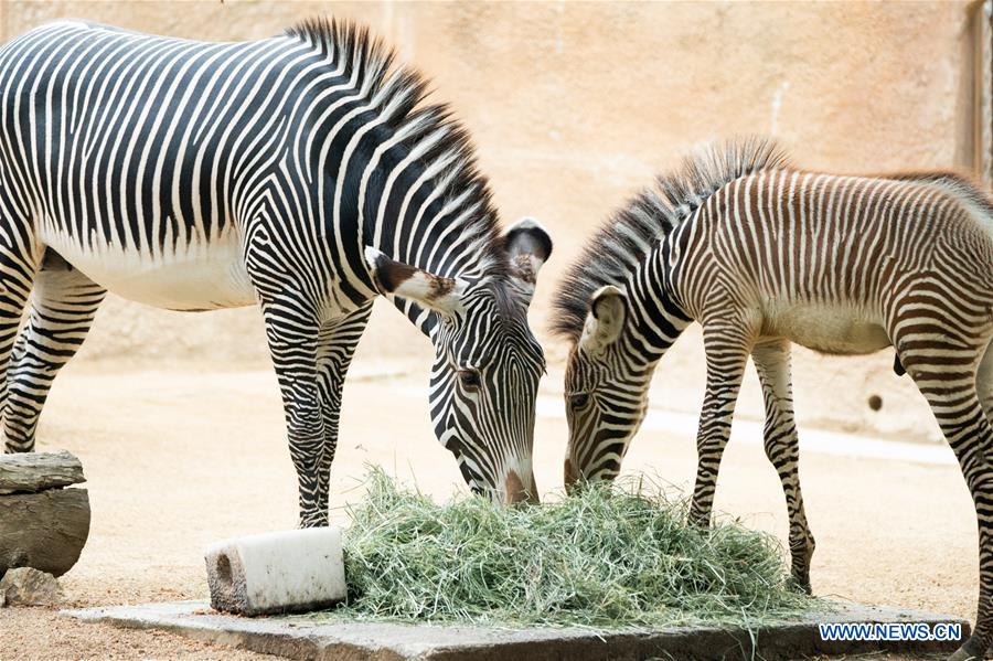 U.S.-LOS ANGELES-ZOO-MALE BABY ZEBRA