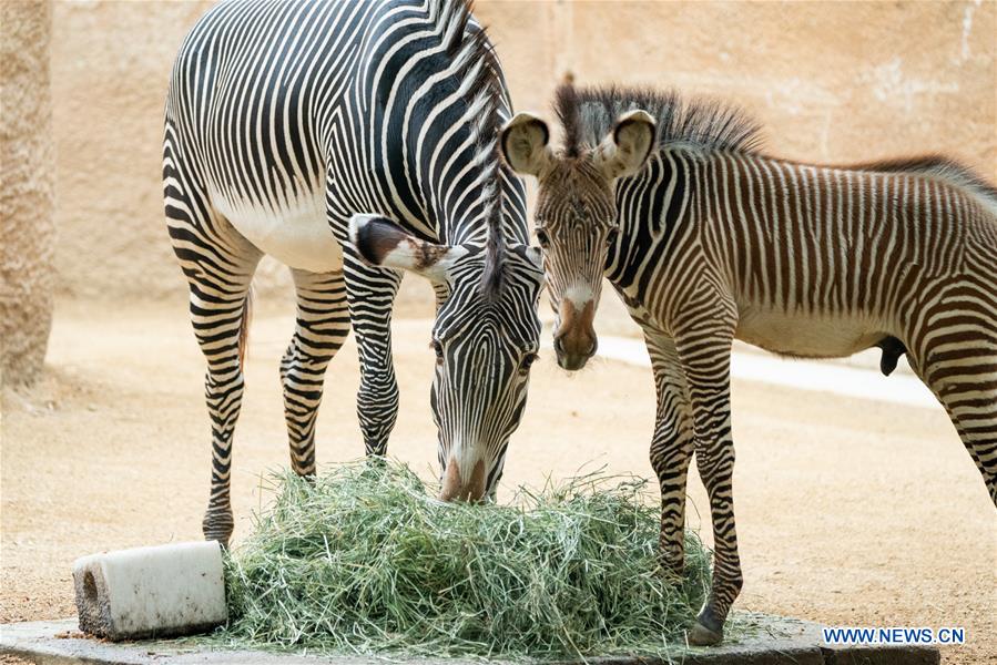 U.S.-LOS ANGELES-ZOO-MALE BABY ZEBRA