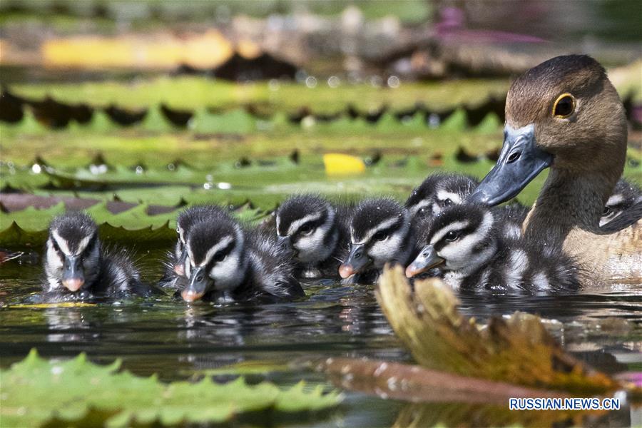 SINGAPORE-WHISTLING DUCKLINGS-DEBUT