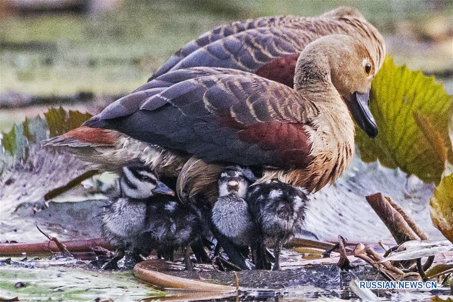 SINGAPORE-WHISTLING DUCKLINGS-DEBUT