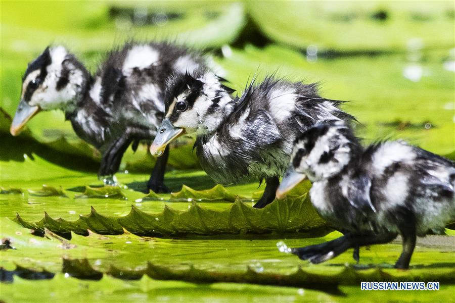 SINGAPORE-WHISTLING DUCKLINGS-DEBUT