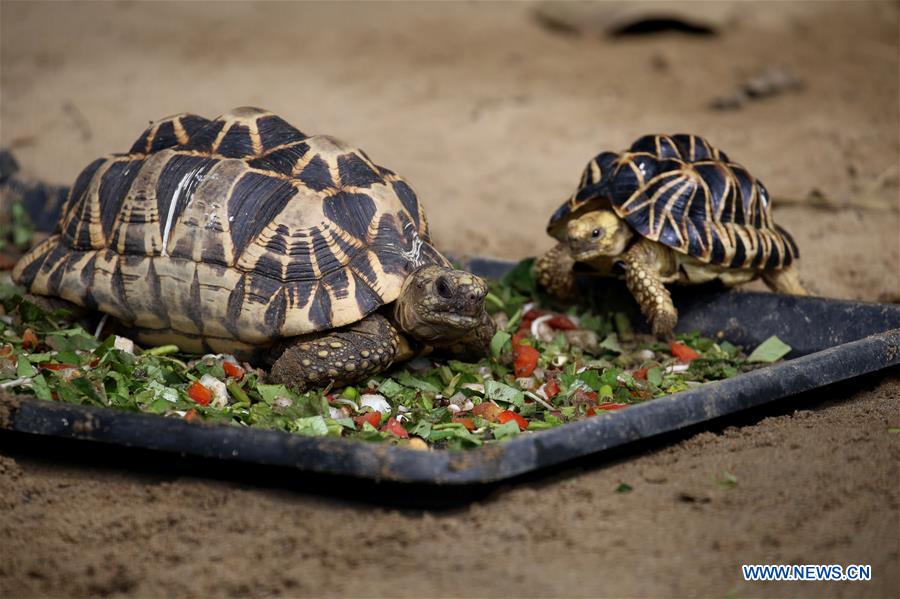 burmese star tortoise