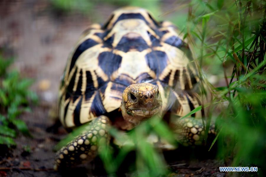 MYANMAR-YANGON-STAR TORTOISE