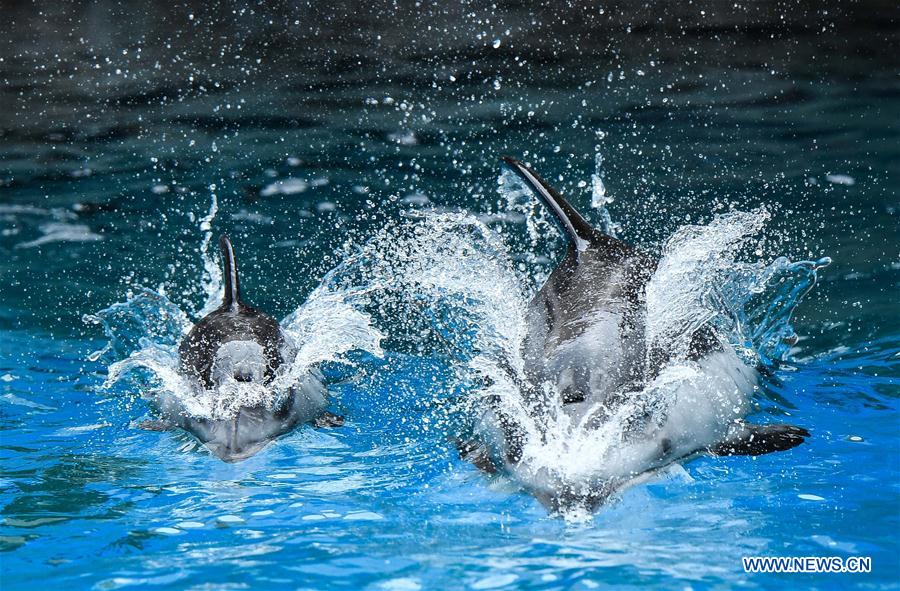 CHINA-ZHUHAI-PACIFIC WHITE-SIDED DOLPHIN-CUB (CN)