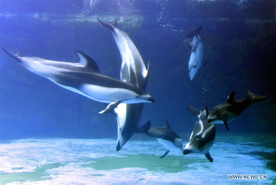 CHINA-ZHUHAI-PACIFIC WHITE-SIDED DOLPHIN-CUB (CN)