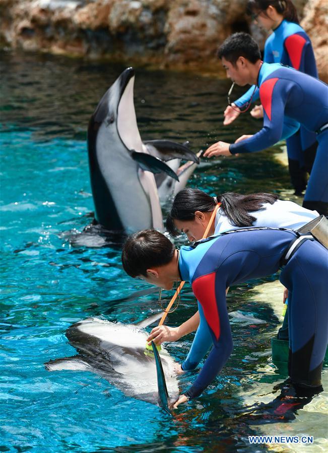 CHINA-ZHUHAI-PACIFIC WHITE-SIDED DOLPHIN-CUB (CN)