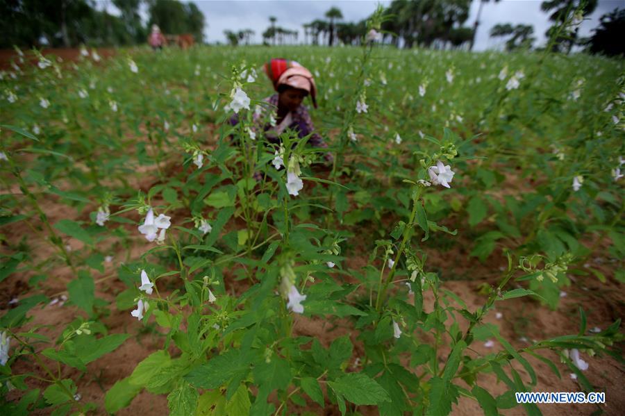 MYANMAR-MAGWAY-SESAME PLANTING