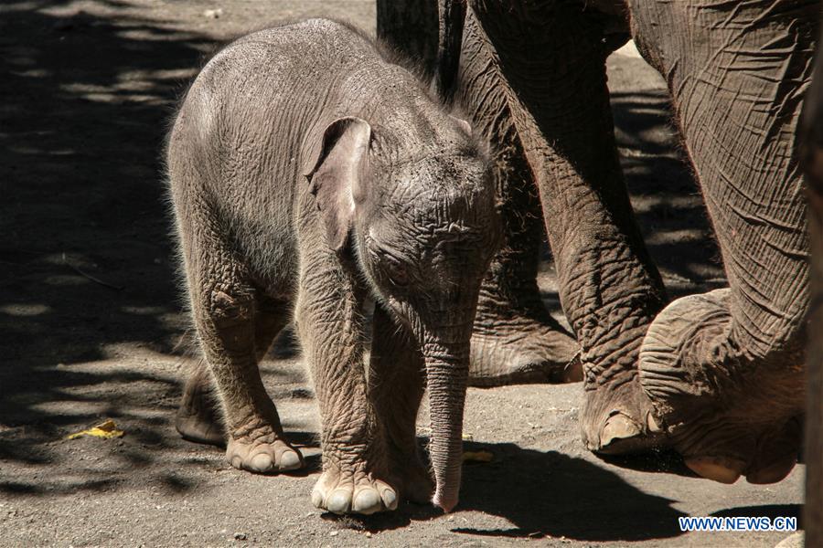 INDONESIA-MALANG-SUMATRA ELEPHANT BABY