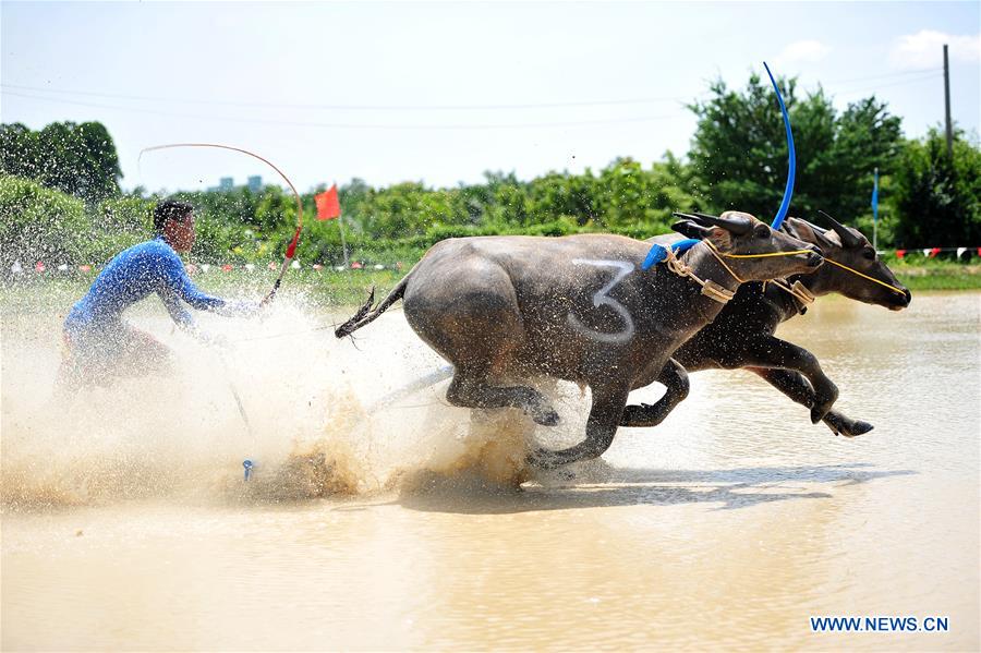 THAILAND-BANGKOK-BUFFALO RACE