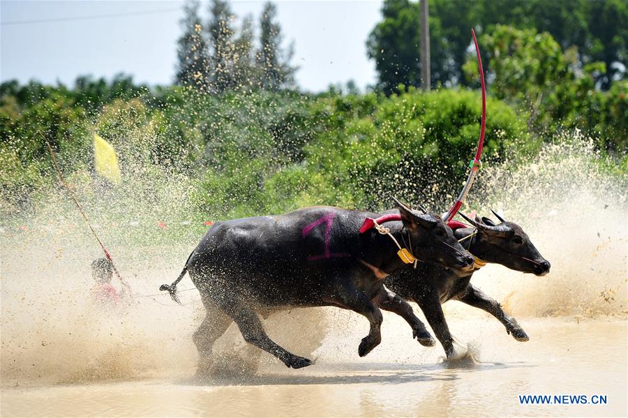 THAILAND-BANGKOK-BUFFALO RACE