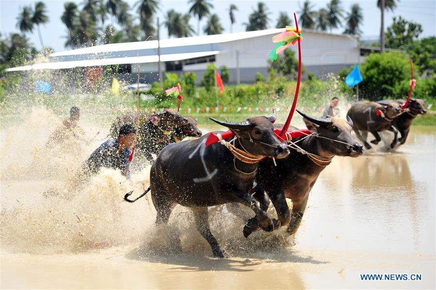 THAILAND-BANGKOK-BUFFALO RACE