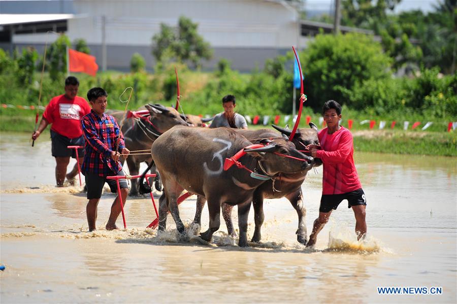 THAILAND-BANGKOK-BUFFALO RACE