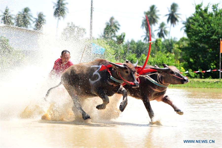 THAILAND-BANGKOK-BUFFALO RACE