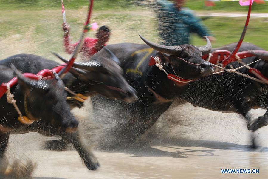 THAILAND-BANGKOK-BUFFALO RACE