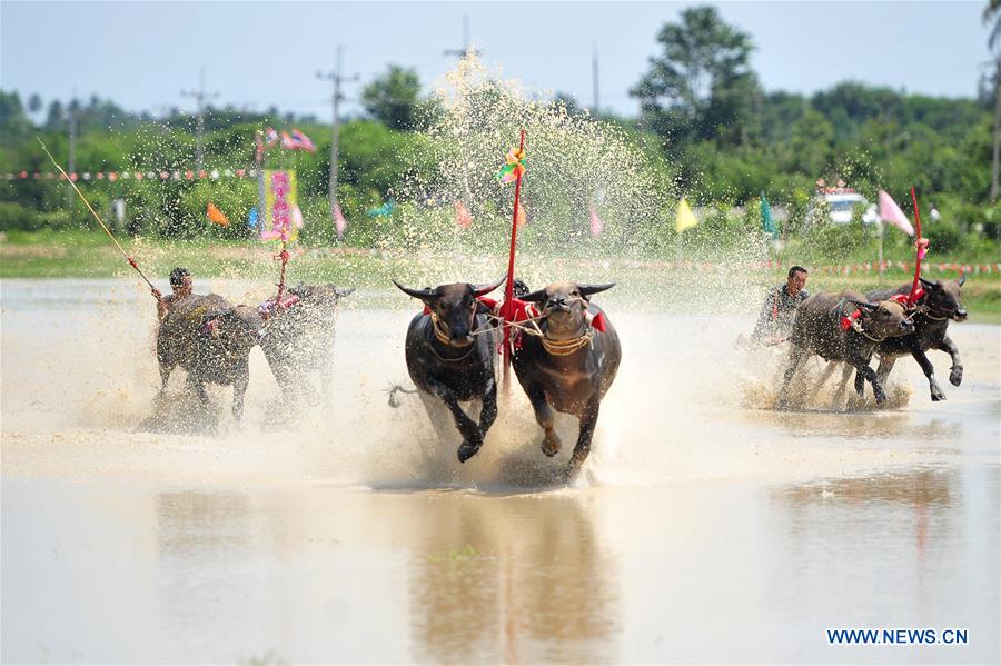 THAILAND-BANGKOK-BUFFALO RACE