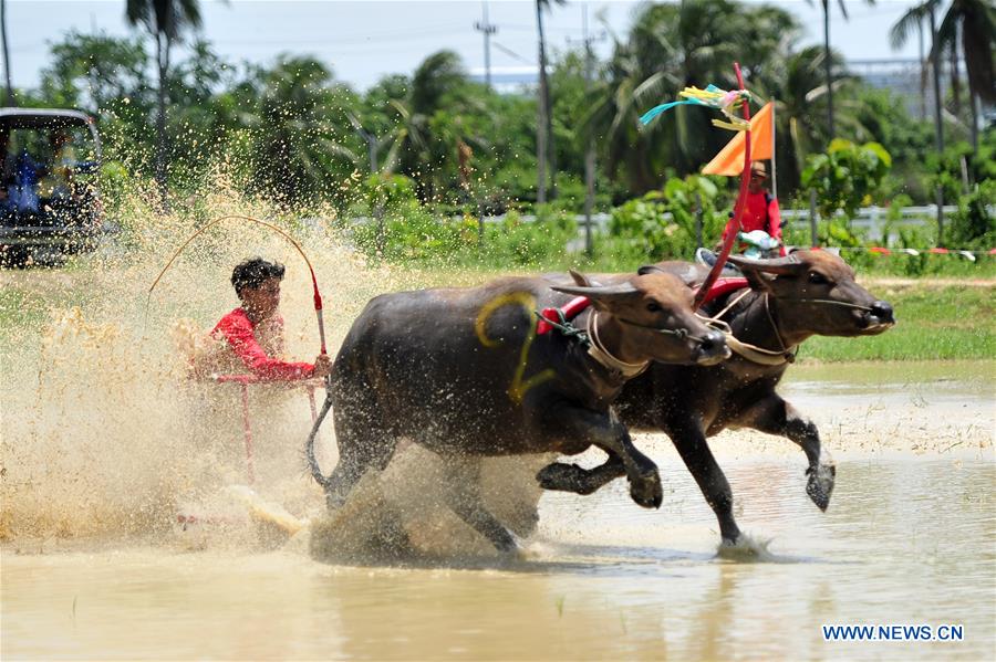 THAILAND-BANGKOK-BUFFALO RACE