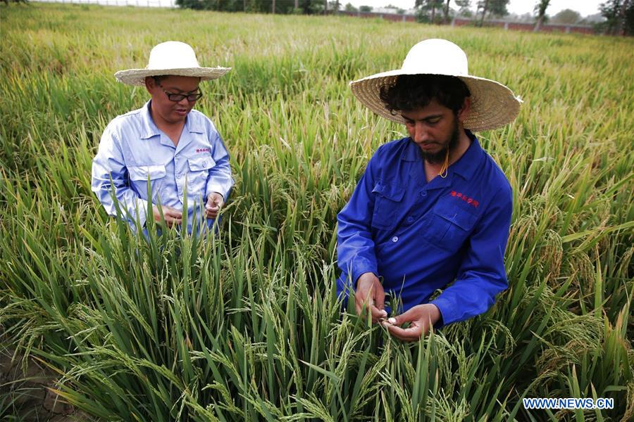 PAKISTAN-LAHORE-CHINA-HYBRID RICE