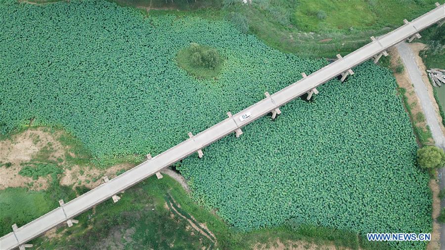 CHINA-HEBEI-LOTUS POND (CN)