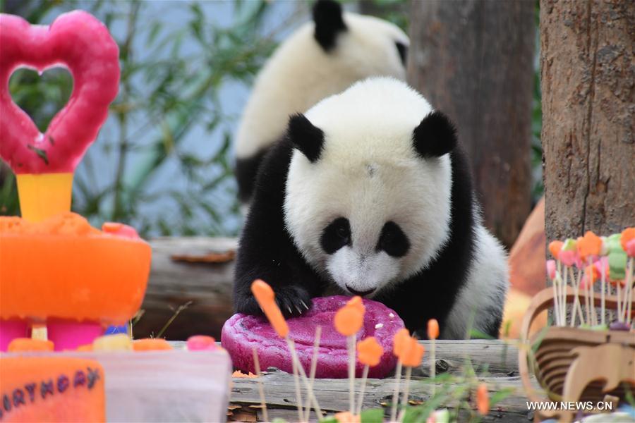 birthday baby panda