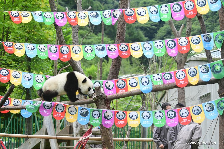 CHINA-SICHUAN-GIANT PANDA-BIRTHDAY PARTY (CN)