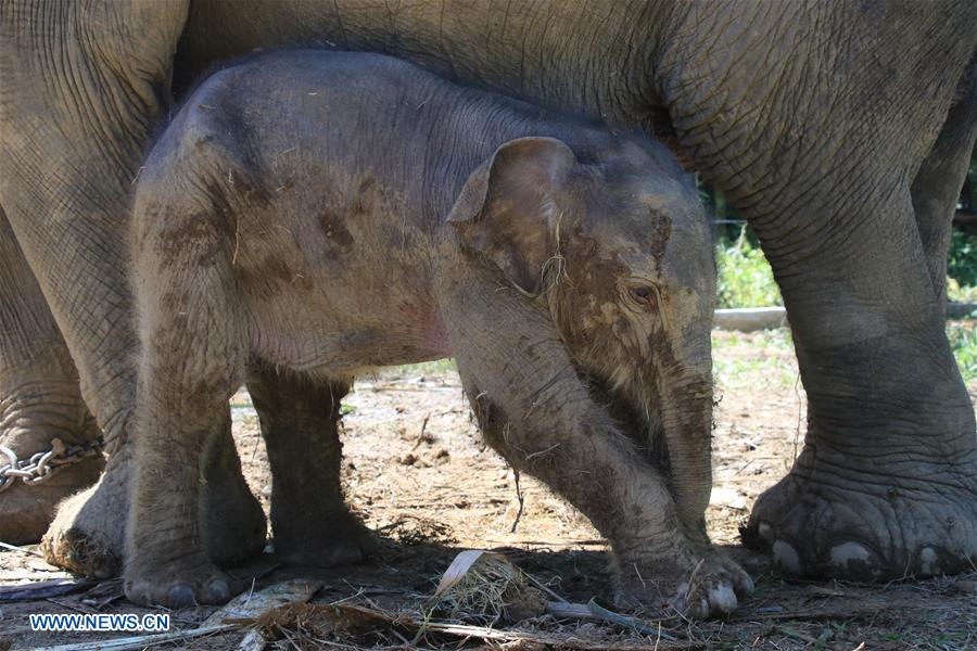 INDONESIA-WEST ACEH-SUMATRA ELEPHANT-BABY