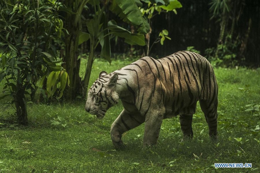 INDIA-TIGER POPULATION-RISE