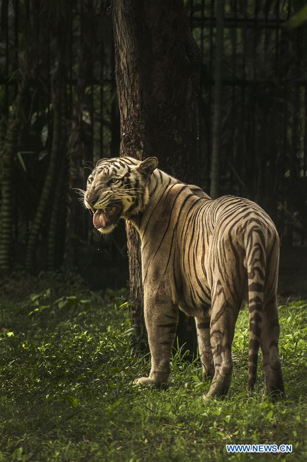 INDIA-TIGER POPULATION-RISE