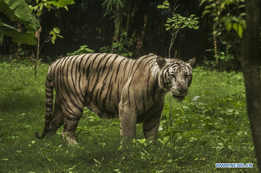 INDIA-TIGER POPULATION-RISE