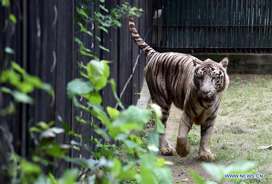 INDIA-TIGER POPULATION-RISING 