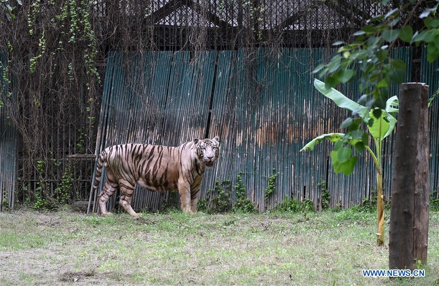 INDIA-TIGER POPULATION-RISING 