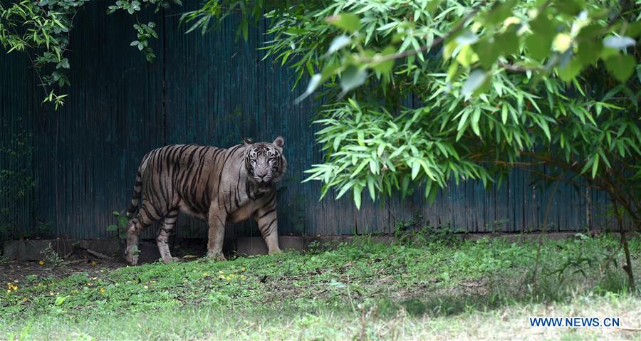 INDIA-TIGER POPULATION-RISING 